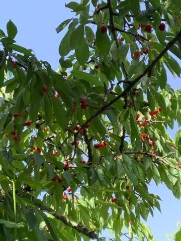 Sa Chiriasa Διαμέρισμα Monti Εξωτερικό φωτογραφία